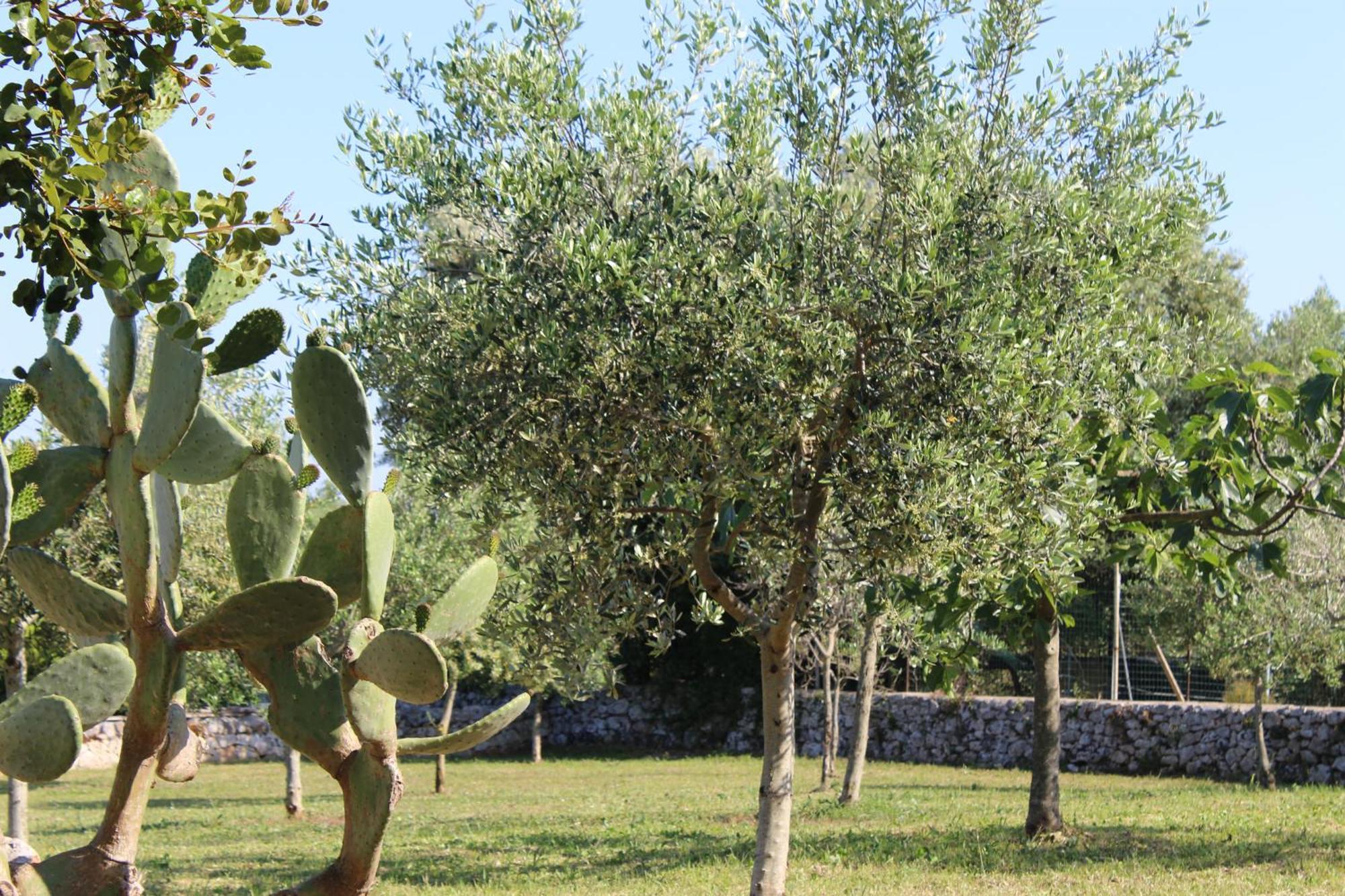 Masseria Tolla *